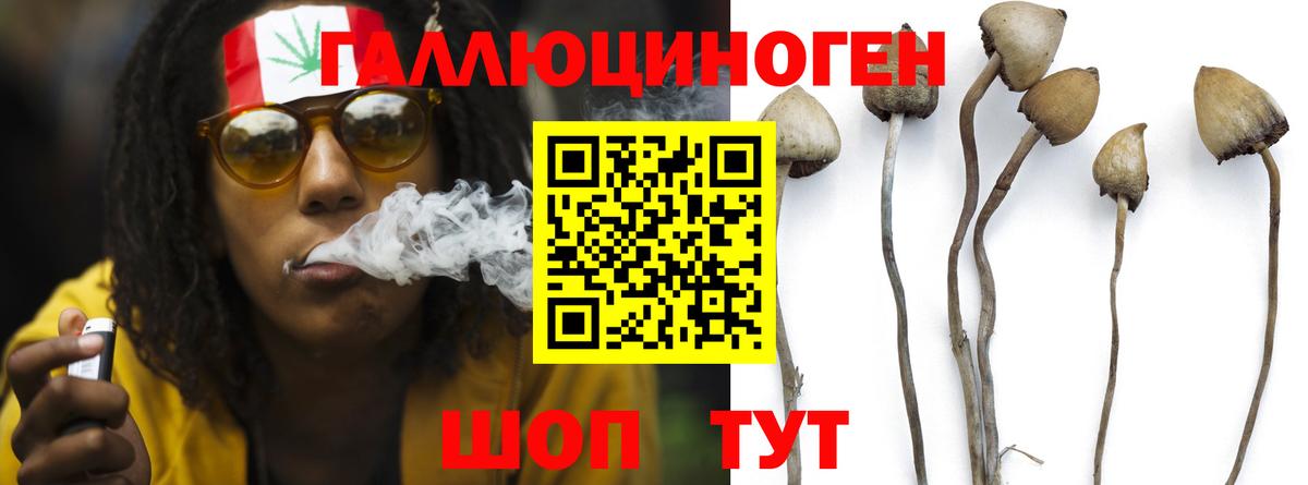 Псилоцибиновые грибы Cubensis Павлово